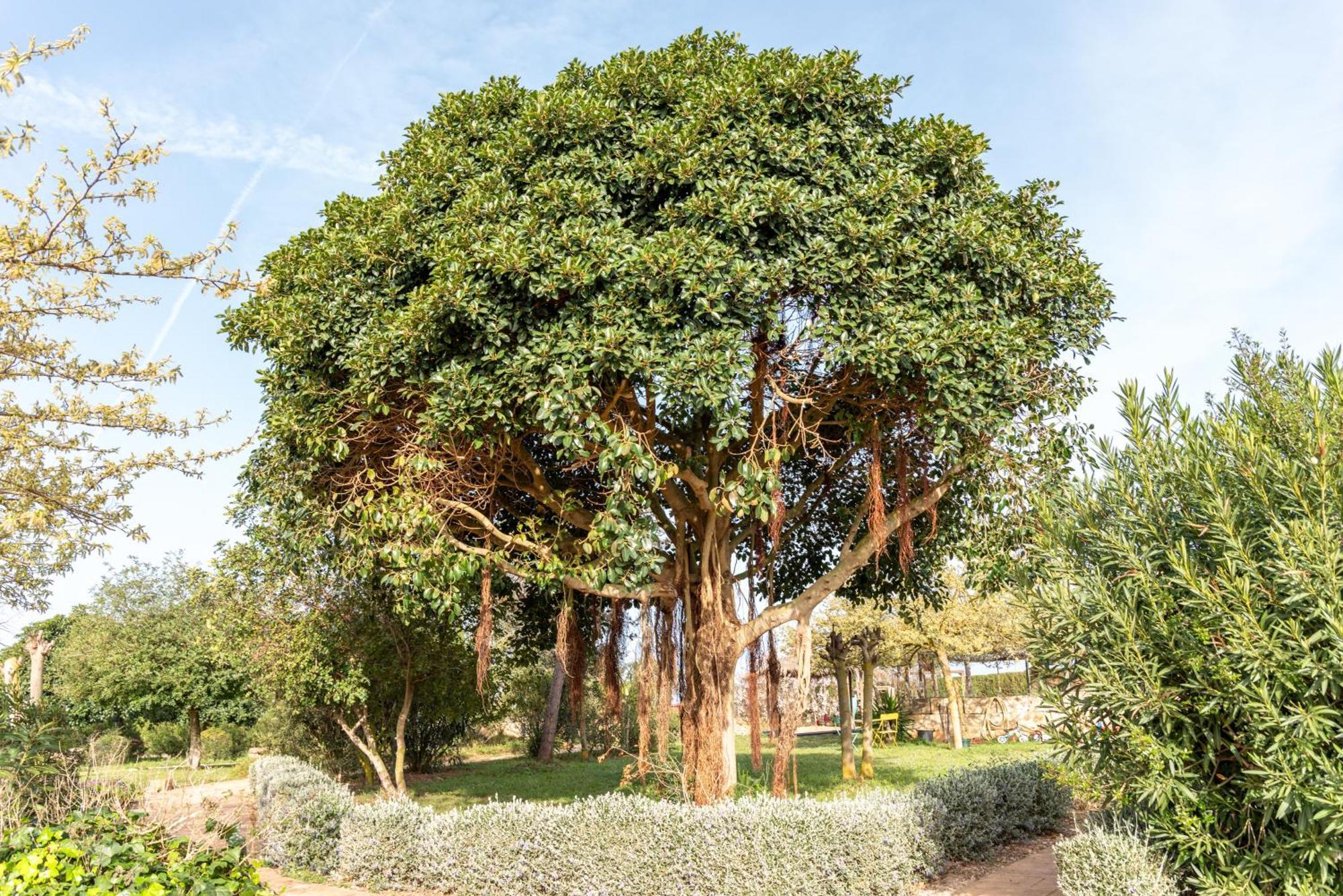 Agroturismo Can Pere Rei Son Serra de Marina Ngoại thất bức ảnh