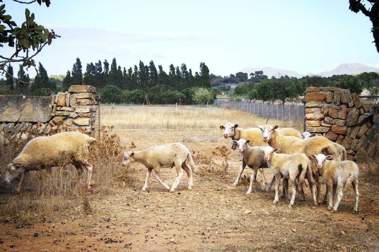 Agroturismo Can Pere Rei Son Serra de Marina Ngoại thất bức ảnh