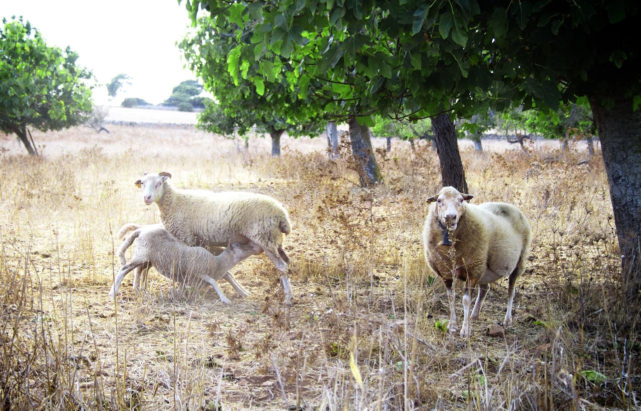 Agroturismo Can Pere Rei Son Serra de Marina Ngoại thất bức ảnh